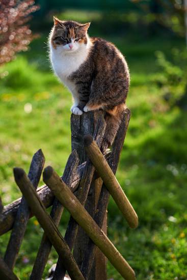 Getigerte Katze sitzt auf einem Holzzaun beim Bauernhof im Gegenlicht