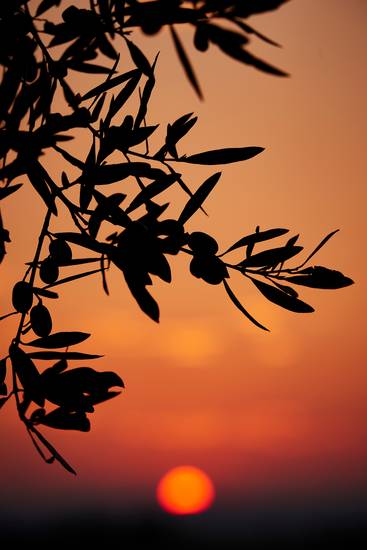Olivenbaum-Silhouette im Sonnenuntergang