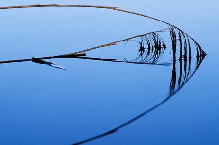 Schilfrohr Spiegelung im blauem Wasser