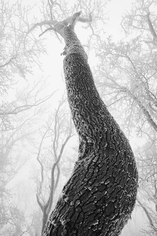 Verschneite und vereiste Bäume im Wienerwald from Robert Kalb