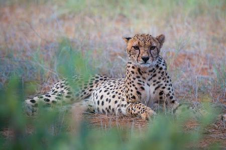 Cheetah -Tsavo East