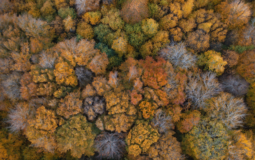 Autumn Colors from Roberto Marchegiani