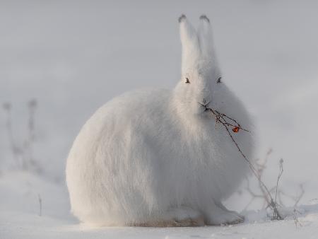 wild arctic hare