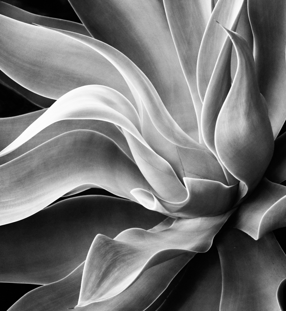 Agave Abstract, Summer 2022 from Robin Wechsler