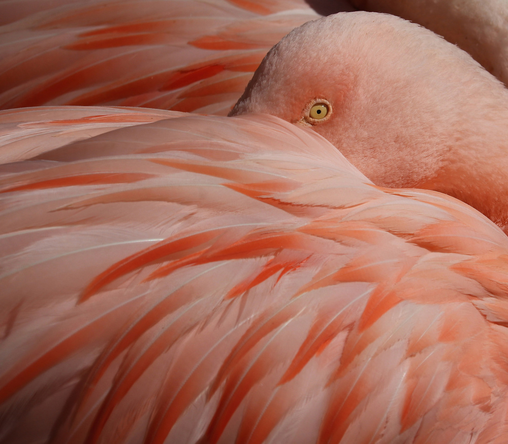 Portrait of a Pink Flamingo from Robin Wechsler