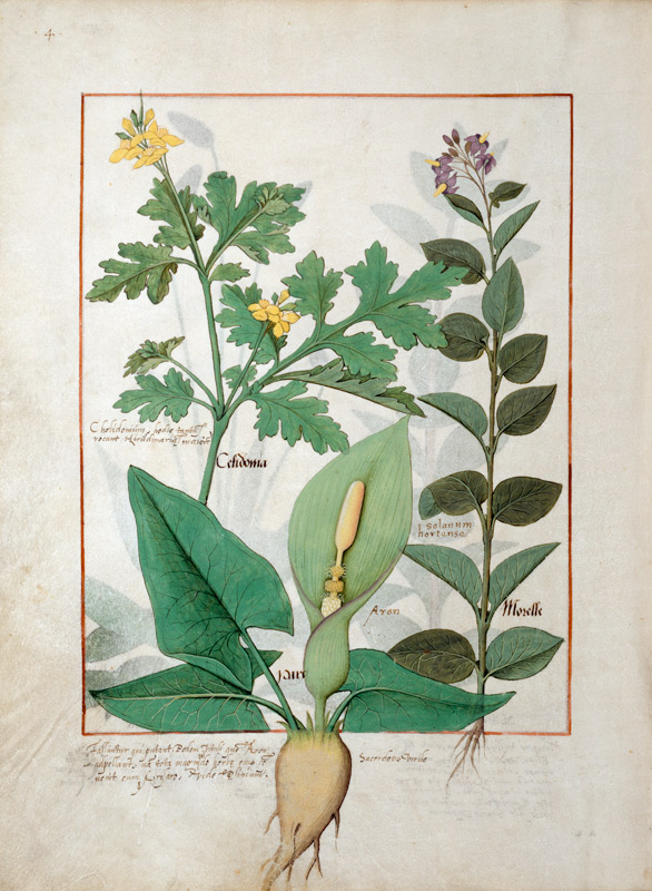 Ms Fr. Fv VI #1 fol.113v Greater Celandine or Poppy, Solanum or Nightshade, and Aron from Robinet Testard