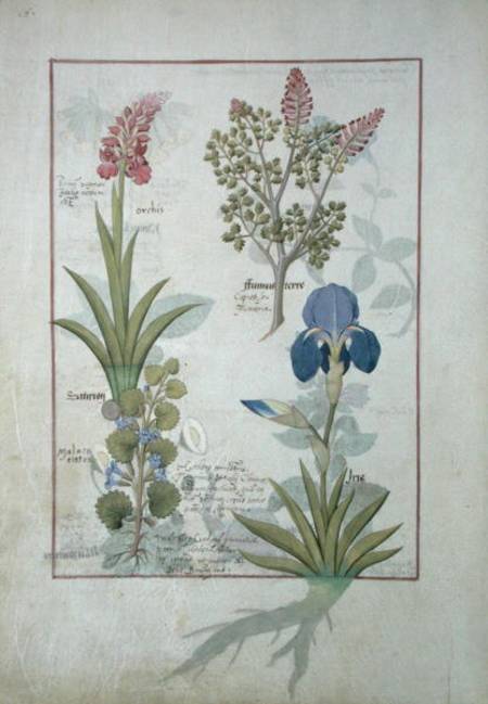 Ms Fr. Fv VI #1 fol.114v Top row: Orchid and Fumitory or Bleeding Heart. Bottom row: Hedera and Iris from Robinet Testard
