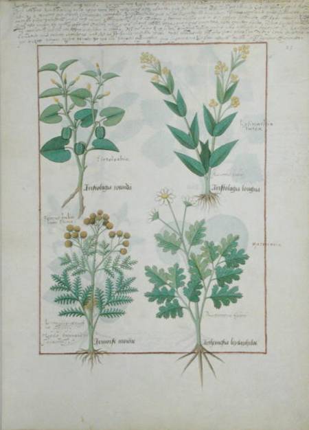 Ms Fr. Fv VI #1 fol.124r Top row: Aristolochia Rotundi and Aristolochia Longua. Bottom row: Armoise from Robinet Testard