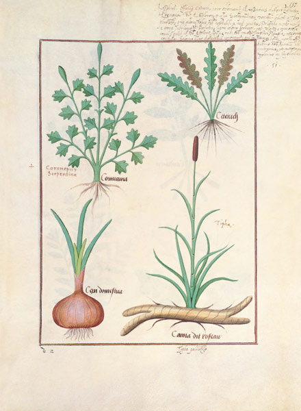 Illustration from 'ThedBook of Simple Medicines' by Mattheaus Platearius (d.c.1161) from Robinet Testard