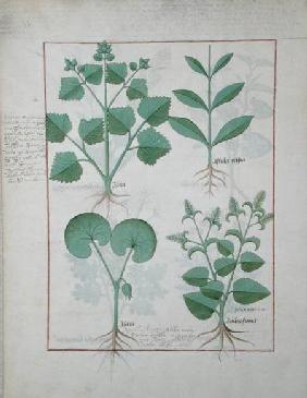 Ms Fr. Fv VI #1 fol.124v Top row: Marshmallow and Hastula Regia. Bottom row: Asarabacca and Speedwel