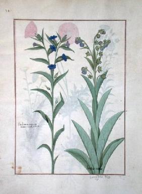 Ms Fr. Fv VI #1 fol.130v Pulmonaria and Lungwort, illustration from 'The Book of Simple Medicines'