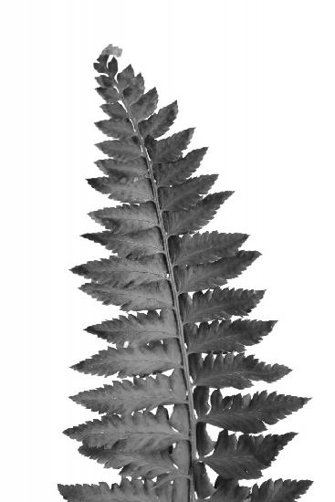 Gray fern leaf