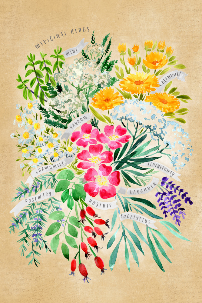 Medicinal herbs in vintage sepia from Rosana Laiz Blursbyai