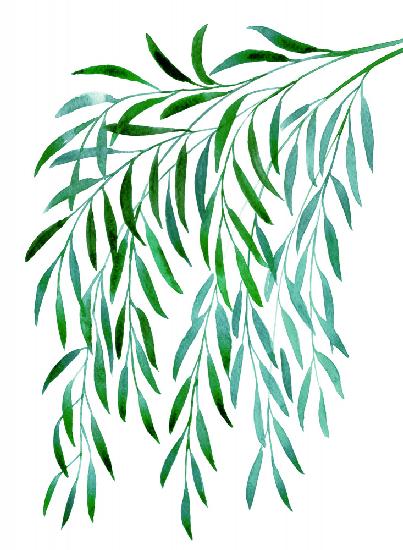 Cascading watercolor eucalyptus