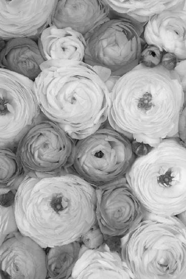 Scattered ranunculus grayscale II