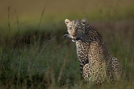 African Leopard ...