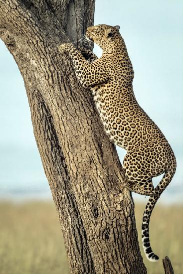 Leopard In Africa