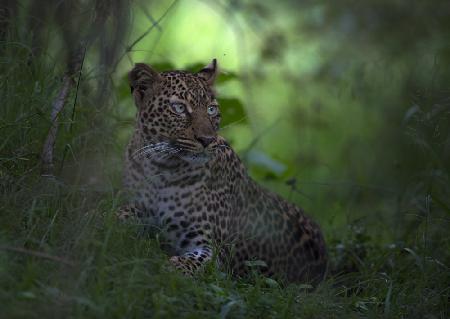 Leopard In Africa