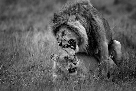 Lion Mating