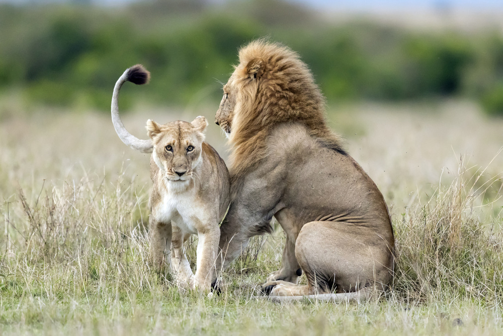 Lioness Tempting For The Mating from Roshkumar