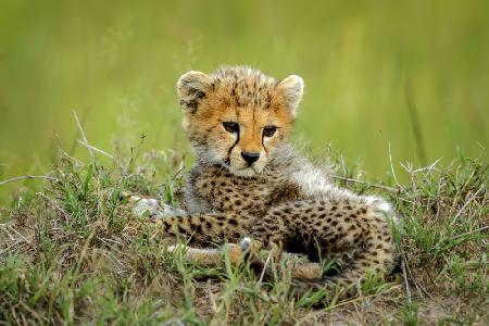 Cute Cheetah Cub...