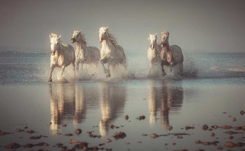 Camargue Horses from Rostovskiy Anton
