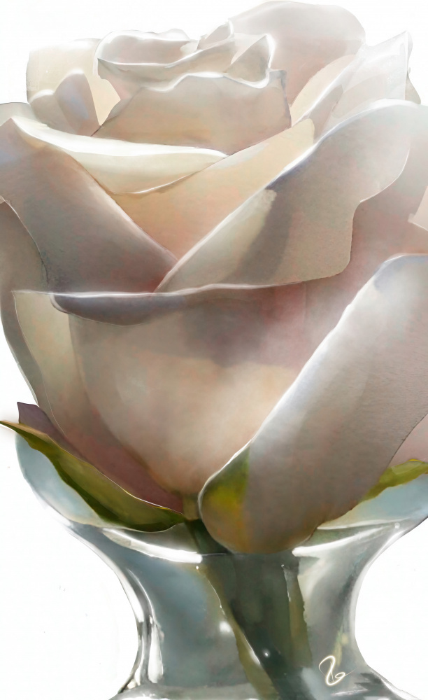 White Rose from Ruth Day