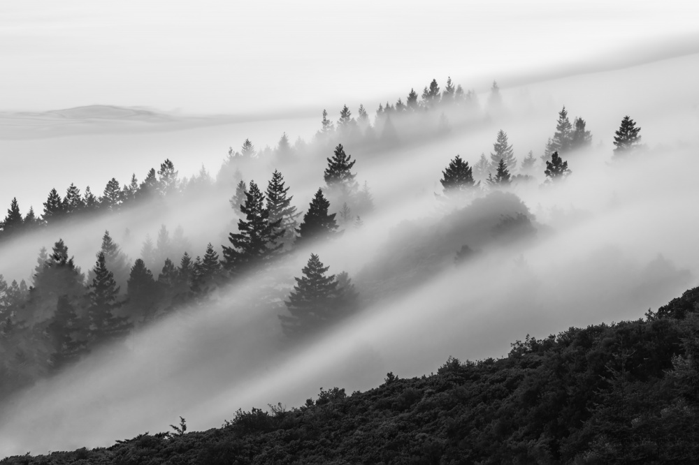 Flowing Fog from Ryan Li