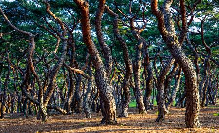 Heungdeok Pine Trees5