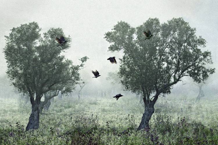 Crows in the mist from S. Amer