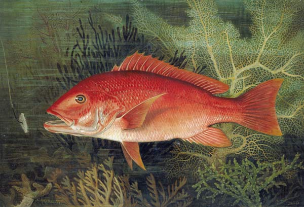 Red Snapper, from 'Game Fishes of the United States', published 1878 (chromolitho) from S.A. Kilbourne