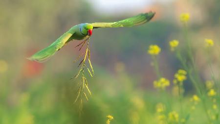 Parakeet flying with mustard stem