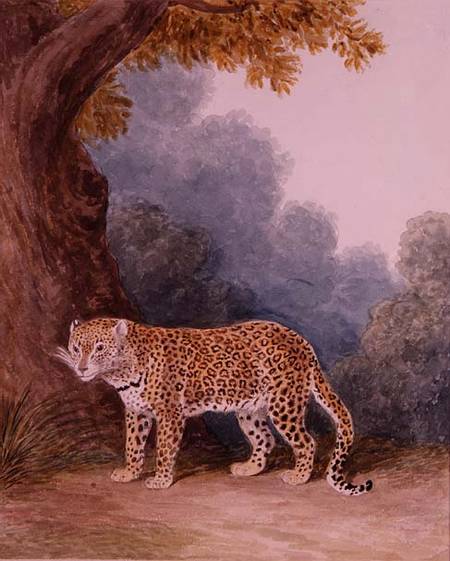 Leopard from Samuel Howitt