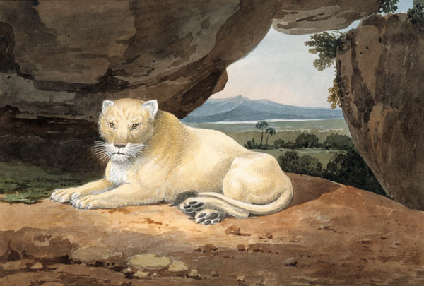 Lioness from Samuel Howitt