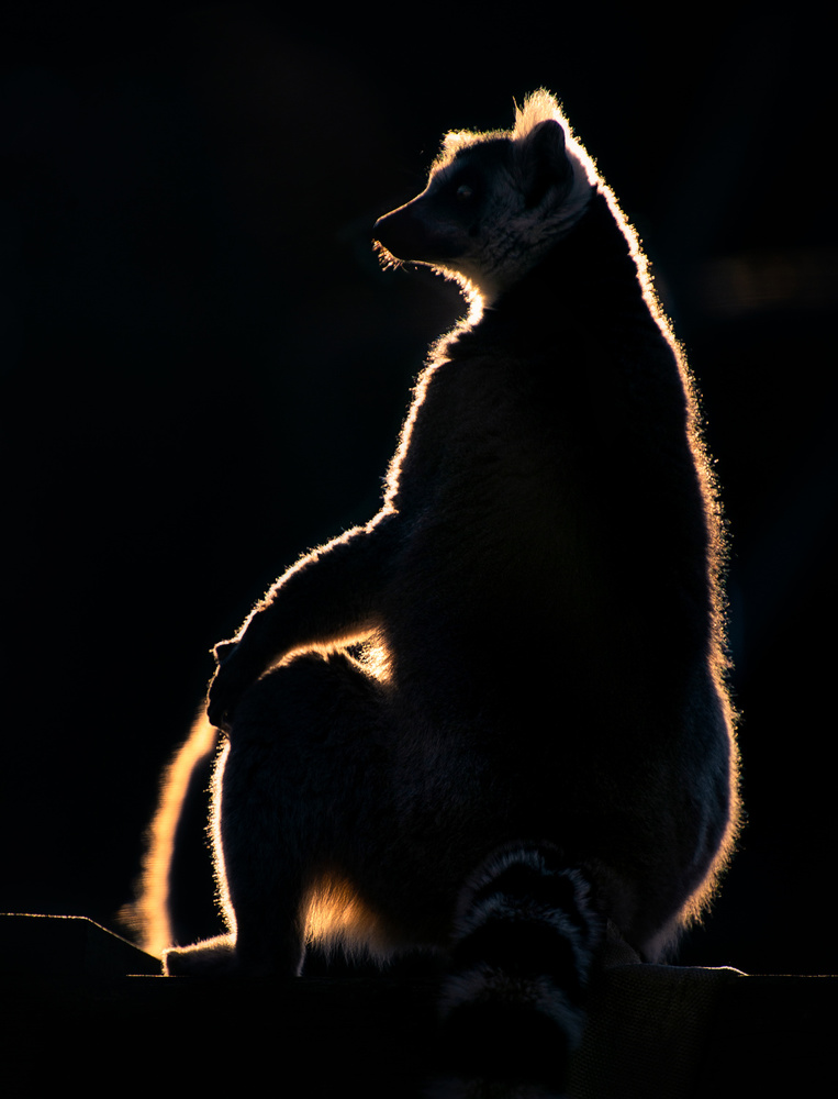 Lemur at sunset from Santiago Pascual Buye