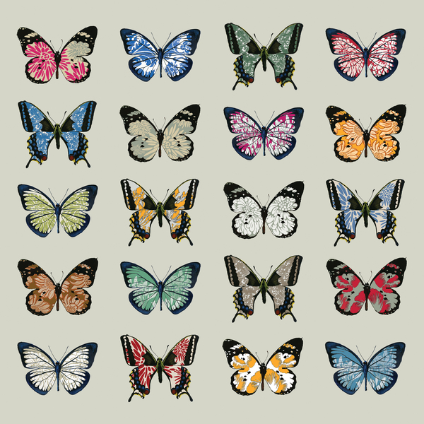 Papillon from Sarah Hough