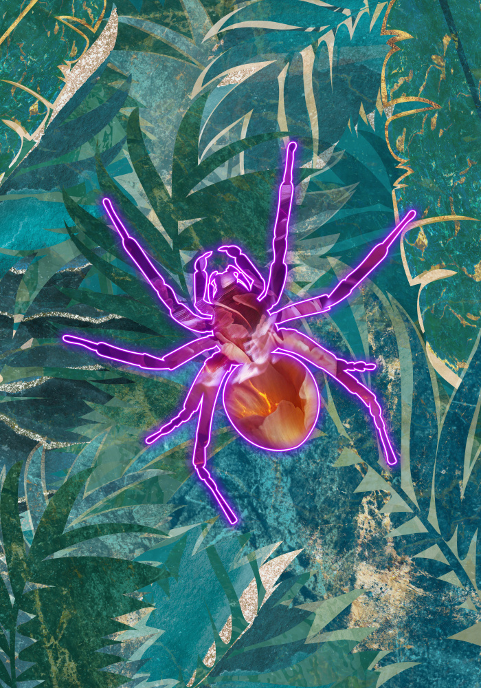 Neon Spider in the jungle from Sarah Manovski