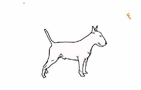 bull terrier