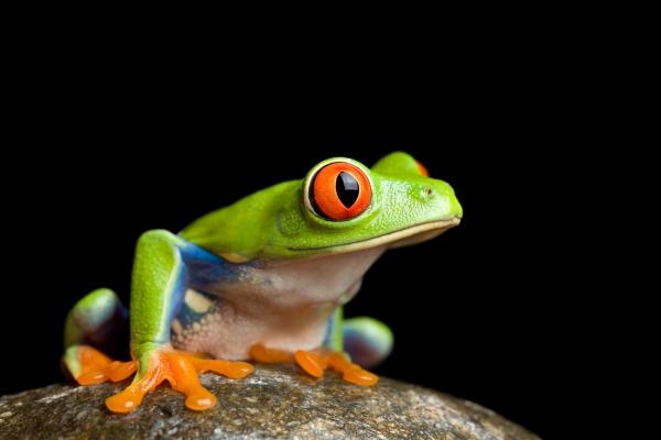frog on a rock isolated on black from Sascha Burkard