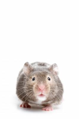 Hamster closeup on white from Sascha Burkard
