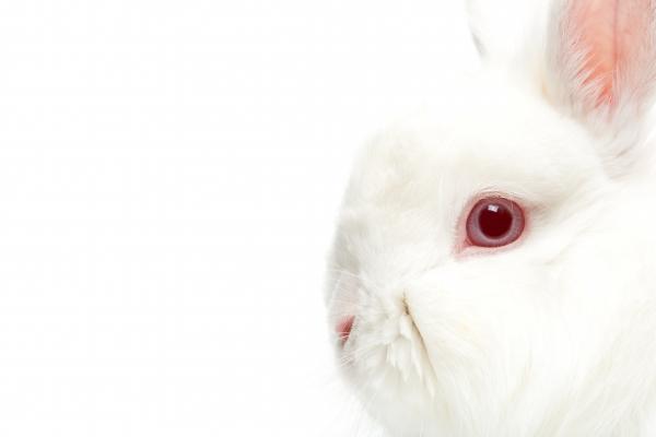 rabbit isolated on white from Sascha Burkard