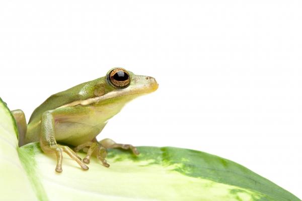 green tree frog from Sascha Burkard
