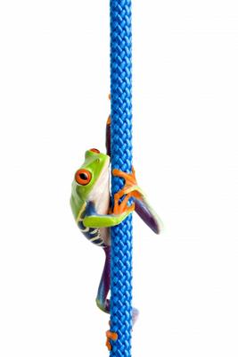 frog climbing rope isolated on white from Sascha Burkard