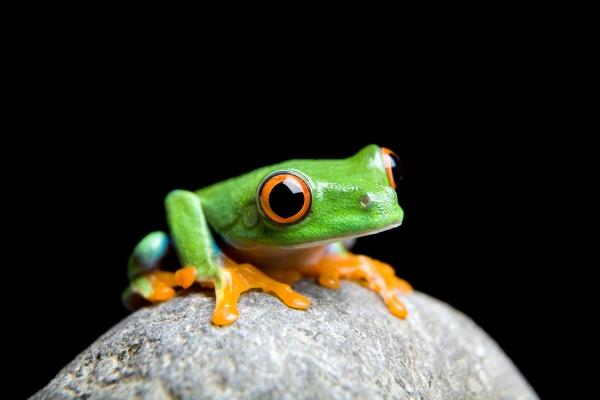 curious little frog isolated on black from Sascha Burkard