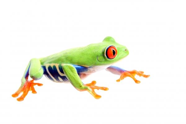 frog isolated on white from Sascha Burkard