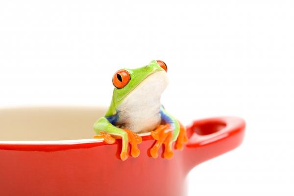 frog looking out of pot from Sascha Burkard