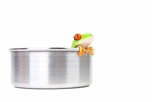 frog on cooking pot from Sascha Burkard