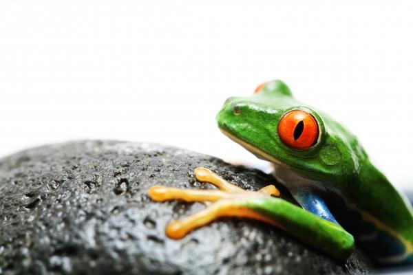 frog on rock from Sascha Burkard