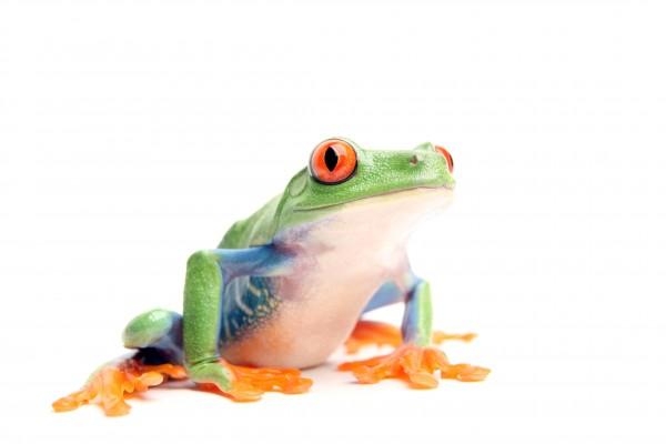 frog on white from Sascha Burkard