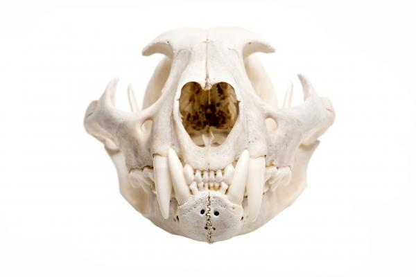 skull of a bobcat isolated from Sascha Burkard